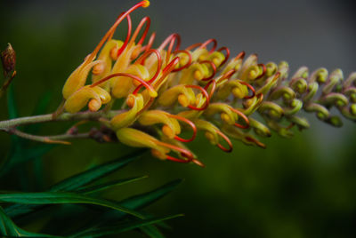 Close-up of yellow flowering plant