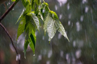 Close-up of wet plant during rainy season