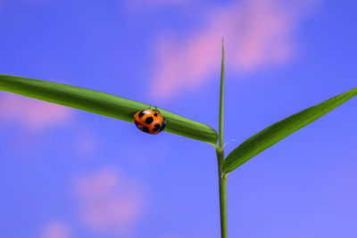 Close-up of ladybug on leaf against blue sky