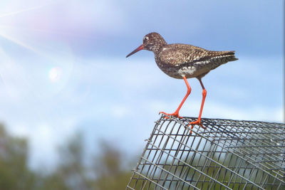 Close-up of bird perching