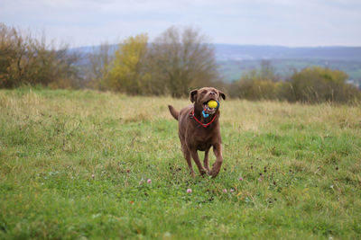 Dog on field playing