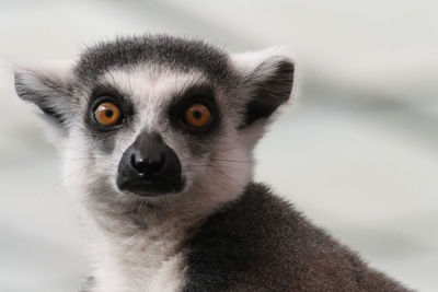 Close-up portrait of ring-tailed lemur