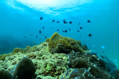 View of fish swimming in sea