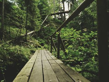 Road passing through forest