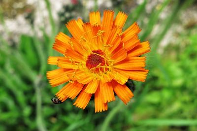 Close-up of yellow flower blooming outdoors