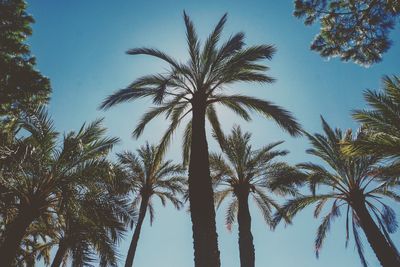 Low angle view of coconut palm trees against sky