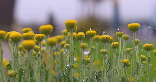 Flowers with dew covered spider web