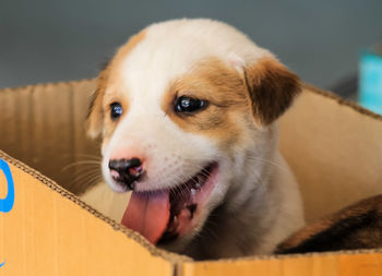 Close-up of cute puppy in cardboard box