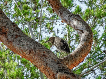 Low angle view of bird perching on tree