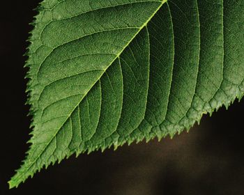 Close-up of green leaves