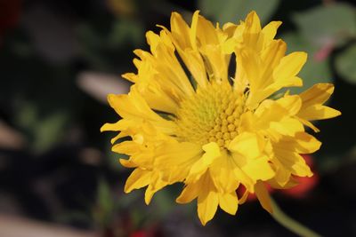 Close-up of yellow flowering plant