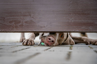 Close-up of a dog