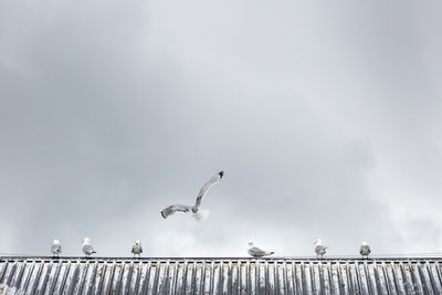 Seagulls on roof against sky