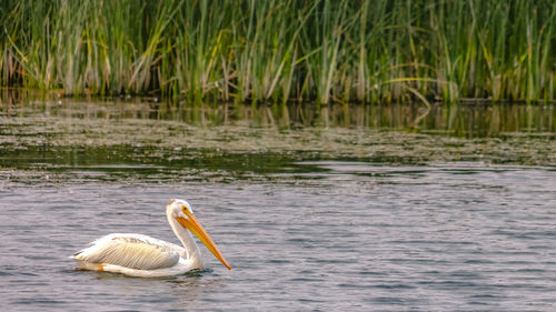 Swan swimming in lake