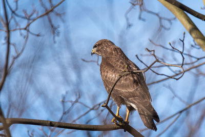 Low angle view of bird perching on branch