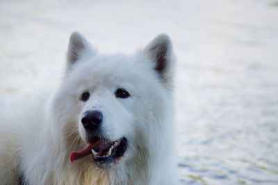 Close-up portrait of white dog