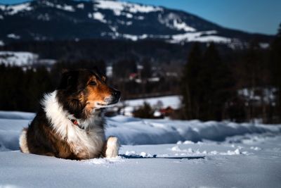 Dog looking away on snowcapped mountain