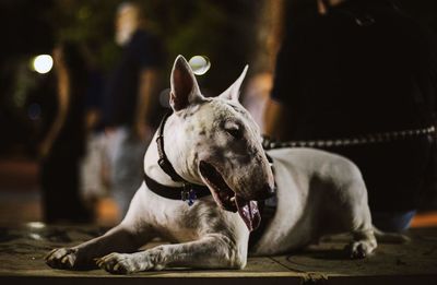 Close-up of a dog looking away