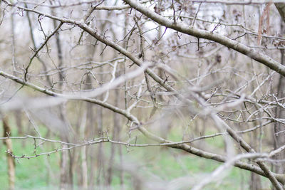 Low angle view of bare tree branches during winter