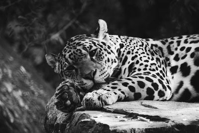 Tiger resting in a zoo