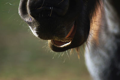 Cropped image of horse snout