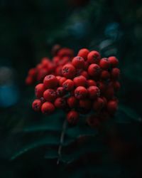 Close-up of cherries growing on plant