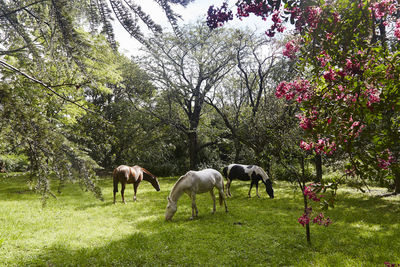 Horses grazing in a field