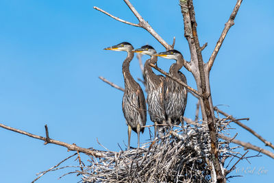 Great blue heron triplets 