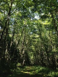 Trees in forest