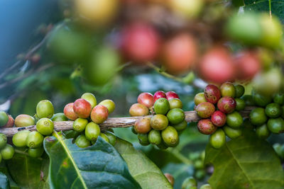 Close-up of berries growing on tree