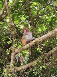 Low angle view of monkey sitting on tree