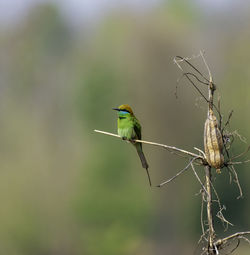 Close-up of bird perching on branch