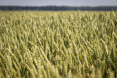 Full frame shot of wheat field