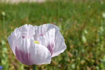 Close-up of white flower on field