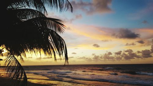 Silhouette tree on beach against sky during sunset