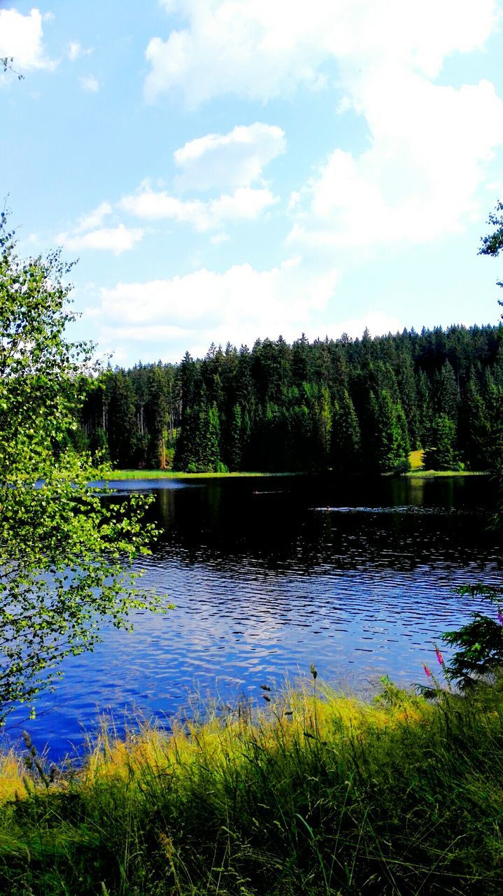 water, tree, lake, sky, tranquility, tranquil scene, grass, reflection, scenics, beauty in nature, green color, nature, growth, plant, cloud, cloud - sky, river, idyllic, green, lakeshore