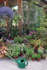 Flowers blooming in backyard