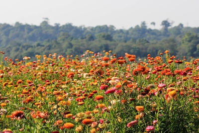 Close-up of flowering plants on field against sky