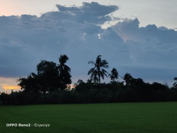 Scenic view of palm trees on field against sky