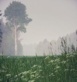 Grass on field against sky