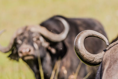 Close-up of a buffalo head with horns