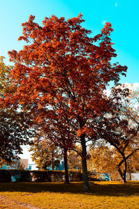 Trees on field against clear sky during autumn