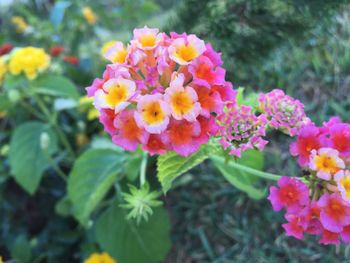 Close-up of pink flowers