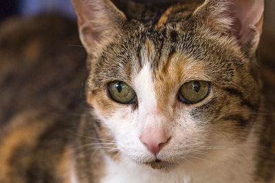 Close-up portrait of cat