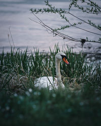 Swan swimming in a lake