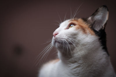 Close-up of a cat looking away