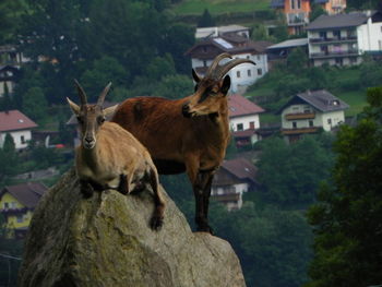 Deer standing on rock against trees