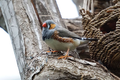 Close-up of bird perching on tree