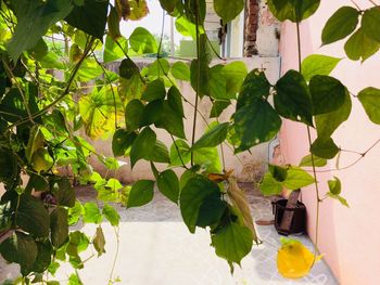 Close-up of potted plant against trees