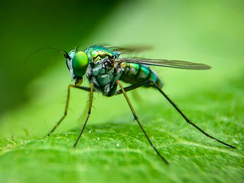 Close-up of fly on leaf